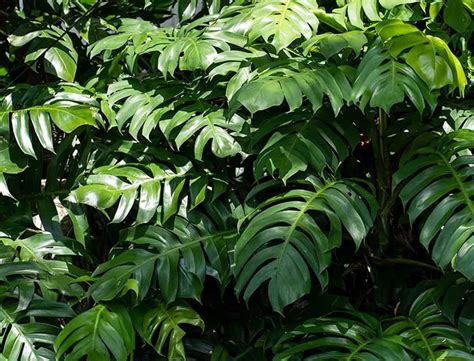 Epipremnum Pinnatum Plant Care .